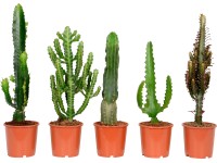 Pryšec různé odrůdy výška cca 40-55 cm průměr květináče 17 cm Euphorbia