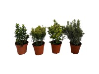 Landgard Brslen (Euonymus) různé výška 10-20 cm, pr. 13 cm