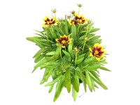 GROW by OBI Krásnoočko velkokvěté (Coreopsis grandiflora) 