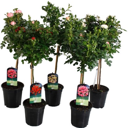 Růže na kmínku různé odrůdy výška cca 50 cm průměr květináče cca 19 cm