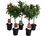 Růže na kmínku různé odrůdy výška cca 50 cm průměr květináče cca 19 cm