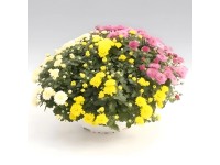 Q-Flower Listopadka indická (Chrysanthemum indicum) 