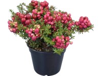 Libavka hrotitá různých barev výška cca 20-25 cm průměr květináče cca 15 cm