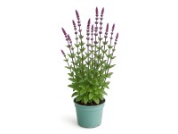 GROW by OBI Šalvěj hajní (Salvia nemorosa) 