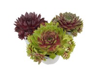 Venkovní sukulenty mix 5-10 cm, pr. 12 cm