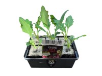 Landgard Kedluben obří (Brassica oleracea var. gongylodes) 6 ks v misce