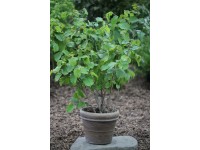 Líska obecná (corylus avellana) Halle Giant Nut