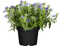 OBI Lobelka lákající včely průměr květináče cca 12 cm Lobelia richardii OBI Lobelka lákající včely průměr květináče cca 12 cm Lobelia richardii