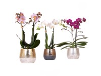 Motýlí orchidej (Phalaenopsis) v keramickém květináči, různé druhy, pr. kv. 9 cm