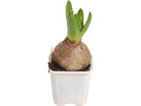 Hyacint bílý průměr květináče cca 7 cm