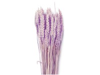 NOHEL GARDEN Sušená dekorace Triticum - pšenice fialová 40 g NOHEL GARDEN Sušená dekorace Triticum - pšenice fialová 40 g