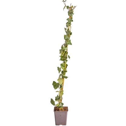 Břečťan popínavý x irský (Hedera helix ssp. hibernica) 80-100 cm, 1,5 l, 150 ks