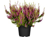 Landgard Vřes obecný (Calluna vulgaris) 