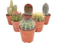 Mix kaktusů z Tenerife průměr květináče cca 12 cm