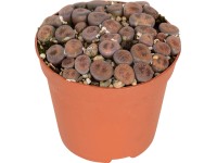 Živé kameny průměr květináče cca 8,5 cm