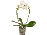 Orchidej Phalaenopsis 2výhonková průměr květináče cca 12 cm