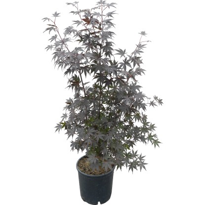 OBI Javor japonský "Bloodgood" výška cca 110 cm květináč cca 15 l Acer