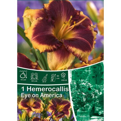 Denivka Eye on America žlutá s hnědým středem