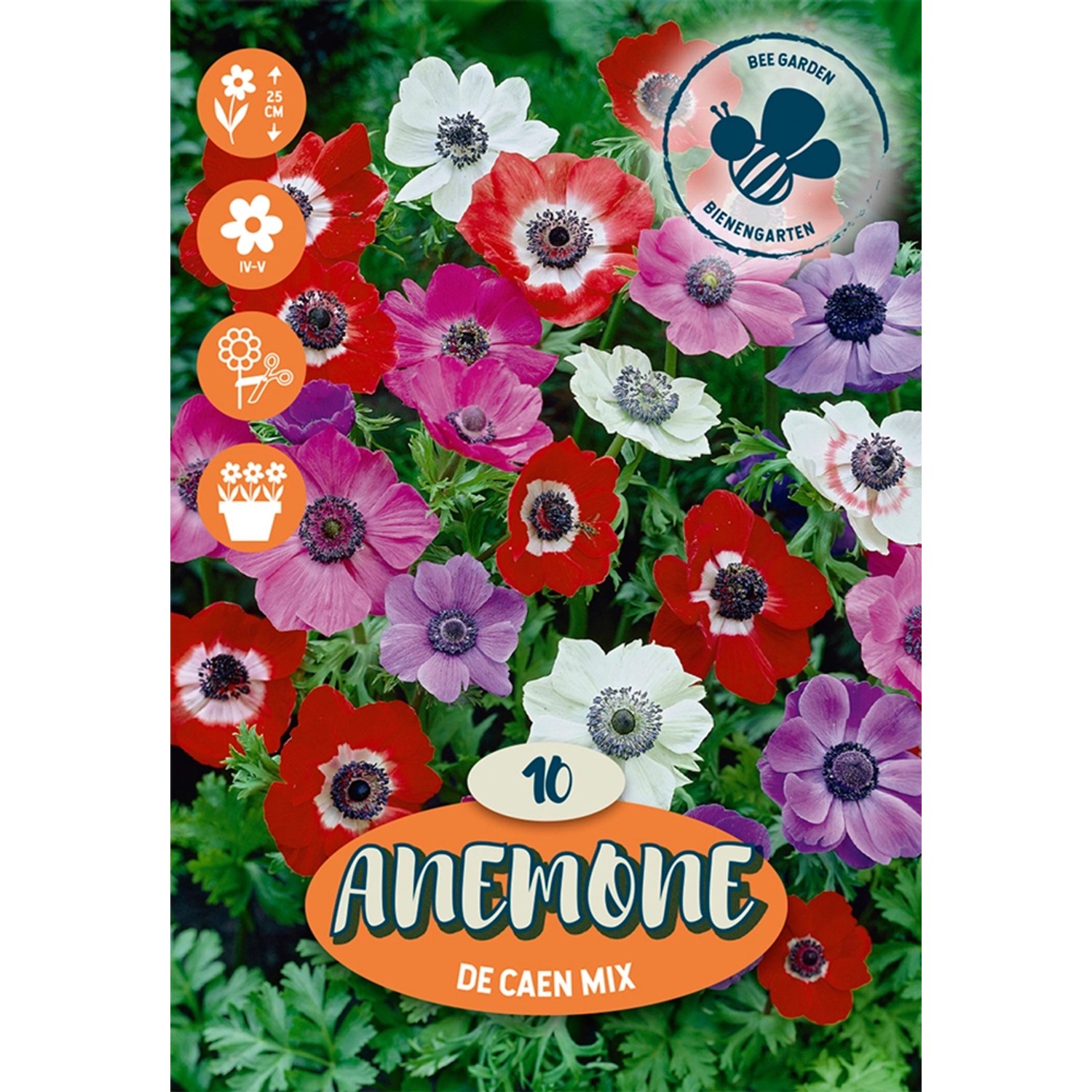 Leucocoryne "Mischung" směs