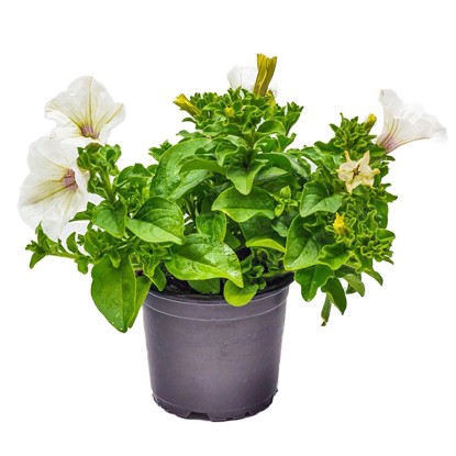 Landgard Záhonové rostliny různé druhy bílé cca pr. 12 cm