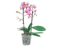 Můrovec (Phalaenopsis) 2 květenství