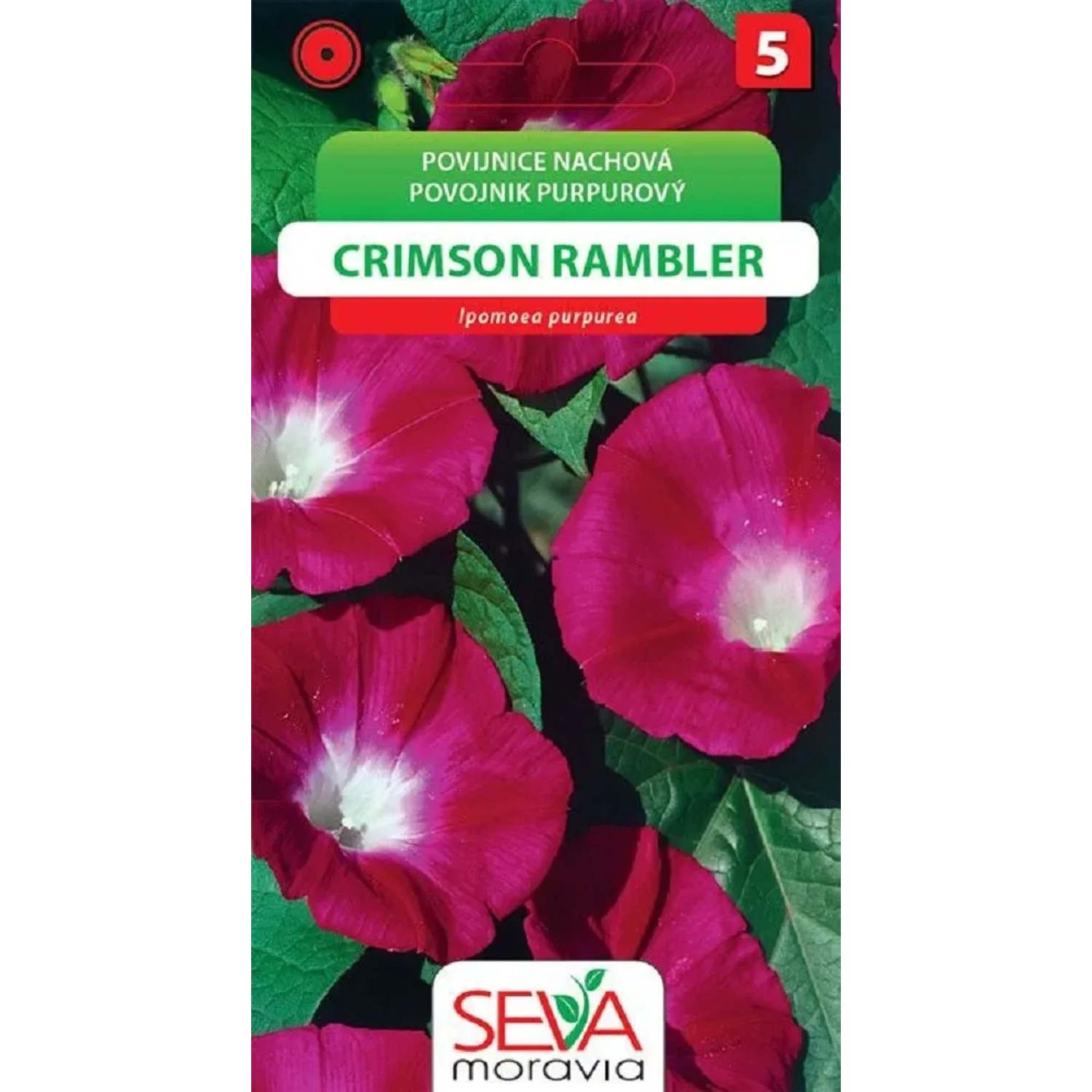 Semínka Povíjnice nachová Crimson Rambler (Ipomoea purpurea)