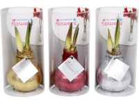 Amarylis ve třpytivém voskovém kabátku průměr květináče cca 10 cm Amarylis ve třpytivém voskovém kabátku průměr květináče cca 10 cm