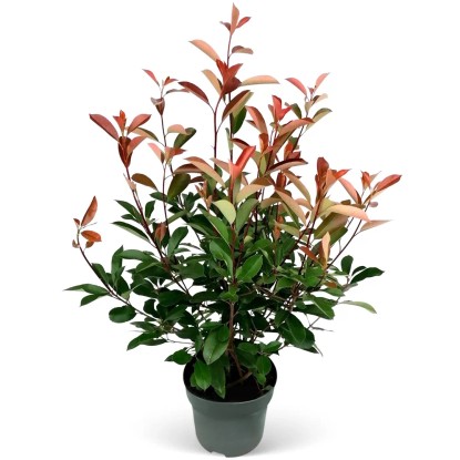 Blýskavka Fraserova (Photinia fraseri) "Red Robin" 80-100 cm, 5 l, 30 ks