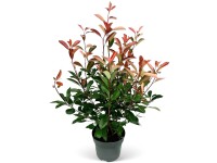 Blýskavka Fraserova (Photinia fraseri) 