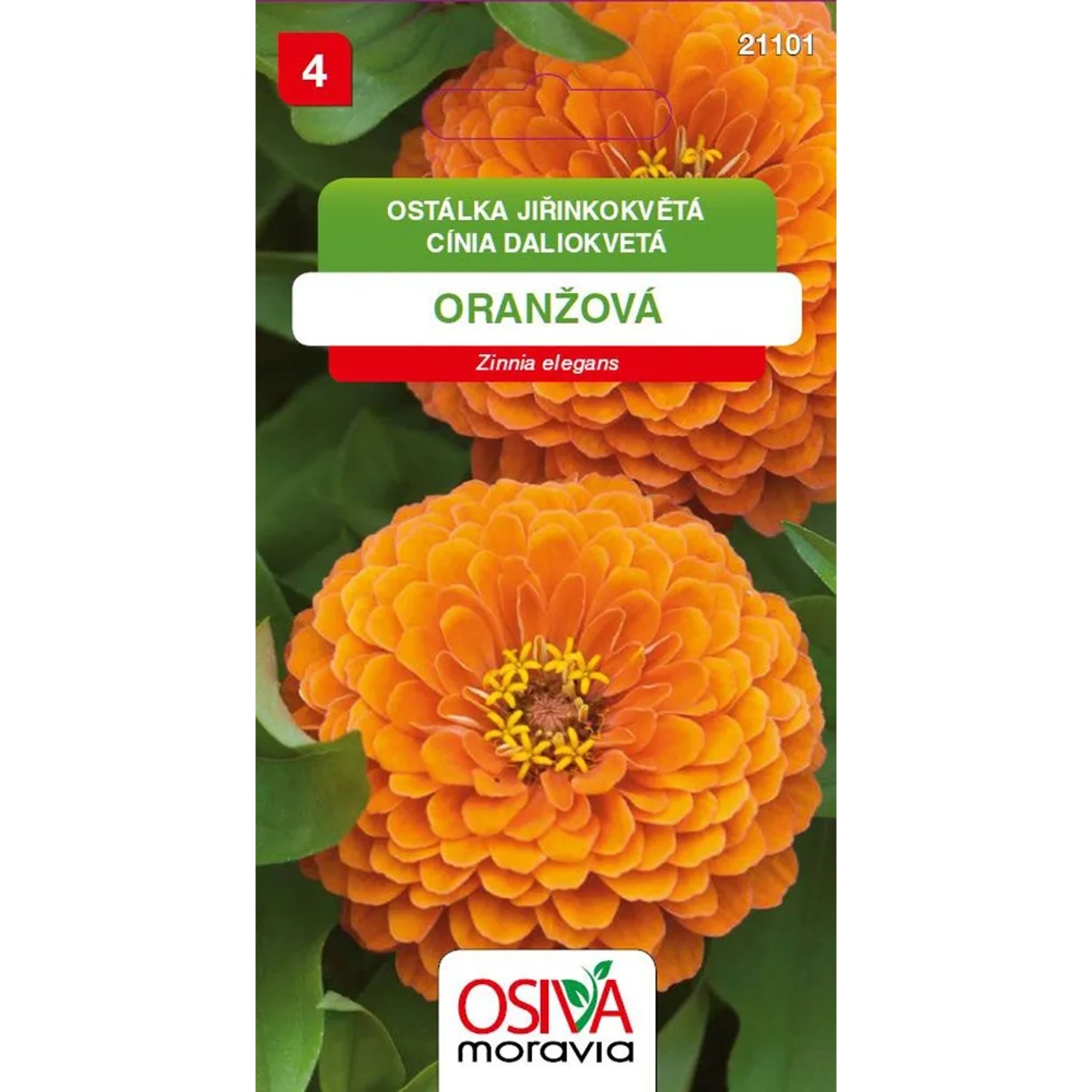 OSIVA Moravia Ostálka jiřinokvětá - oranžová (Zinnia elegans)