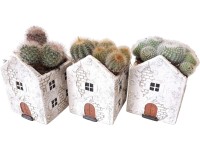 Aranžmá kaktusů v keramickém domečku, pr. 11 x 20 - 25 cm