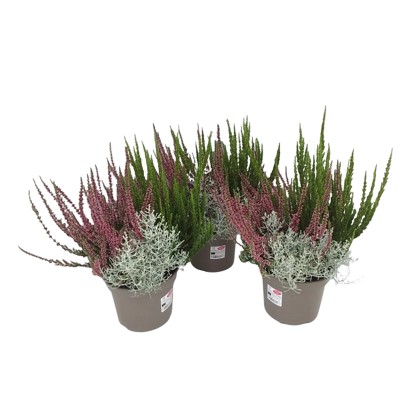 Landgard Různé druhy podzimních rostlin cca výška 10-20 cm, pr. 17 cm