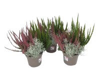 Landgard Různé druhy podzimních rostlin cca výška 10-20 cm, pr. 17 cm