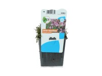 OBI Drchnička tmavě růžová průměr květináče cca 11 cm Anagallis tenella OBI Drchnička tmavě růžová průměr květináče cca 11 cm Anagallis tenella