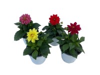 GROW by OBI Jiřina (Dhalia Hybride) pr. 14 cm