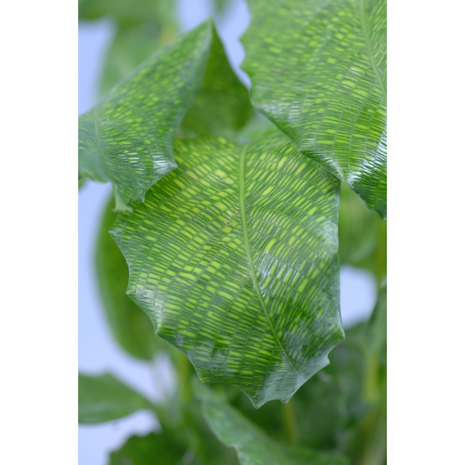 GROW by OBI Kalatea Network (Calathea musaica), výška 40-55 cm nakoupit ...