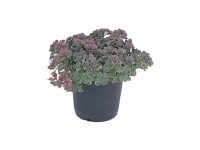 Gartenbau Rozchodník (Sedum hybriden) různé druhy př. 17 cm Gartenbau Rozchodník (Sedum hybriden) různé druhy př. 17 cm