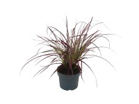 GROW by OBI Dochan setý (Pennisetum advena) GROW by OBI Dochan setý (Pennisetum advena)