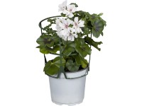 Převislý muškát průměr květináče cca 13 cm Pelargonium peltatum Převislý muškát průměr květináče cca 13 cm Pelargonium peltatum