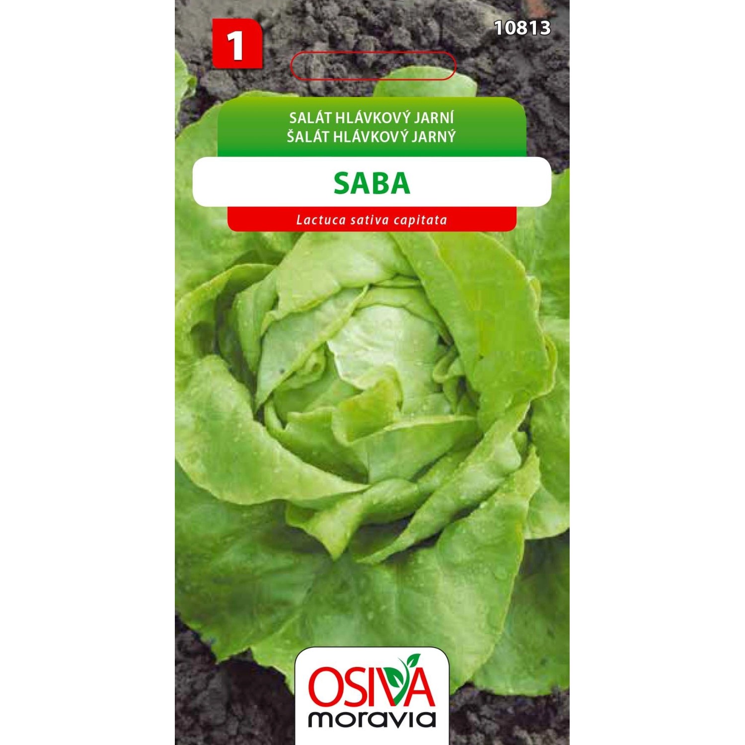 Salát Hlávkový - Saba (Lactuca sativa capitata)