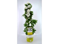 Lilek jasmínokvětý (Solanum) bílý výška 65 cm, pr. 19 cm