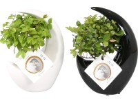 Aranžmá bonsaje v keramické nádobě průměr květináče cca 19 cm