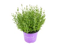 GROW by OBI Levandule lékařská (Lavandula angustifolia) bílá květináč pr. 23 cm GROW by OBI Levandule lékařská (Lavandula angustifolia) bílá květináč pr. 23 cm