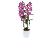 Orchidej bambusová Star Class fialová 2výhonková