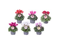 Brambořík perský (Cyclamen persicum), stříbrná, pr. kv. 11 cm