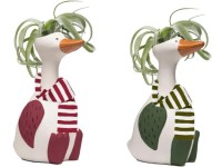 Aranžmá tilandsie v keram. květináči Chilly Goose