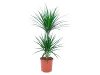 GROW by OBI Dračinec 2 kmínky, pr. květináče cca 17 cm