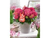 GROW by OBI Hortenzie lat.(Hydrangea paniculata) GROW by OBI Hortenzie lat.(Hydrangea paniculata)