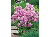 OBI Plamenka latnatá OBI Plamenka latnatá