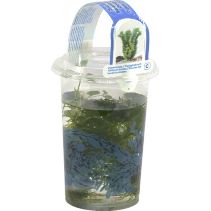 OBI Vodní rostliny 3 druhy v nádobě průměr květináče cca 11 cm